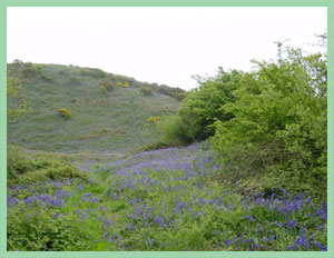 Bluebells Shipton Hill