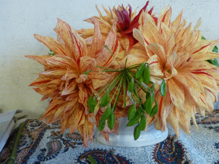 Large pale orange flowers